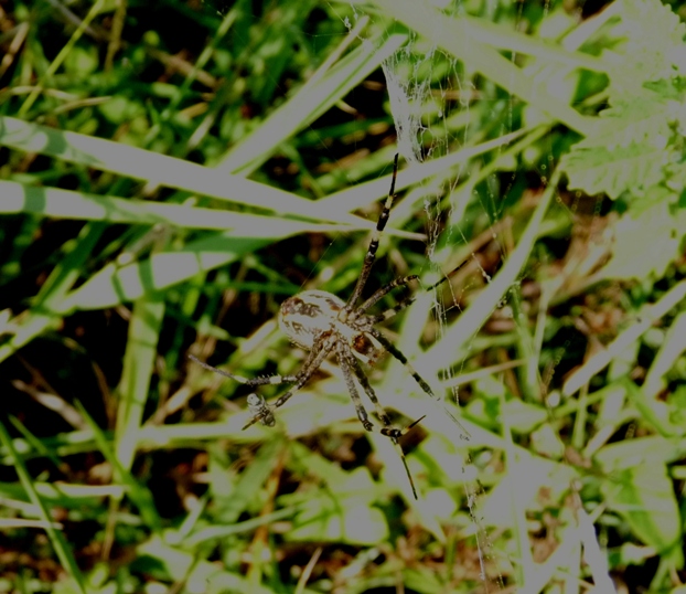 Gli astuti Argyrodes